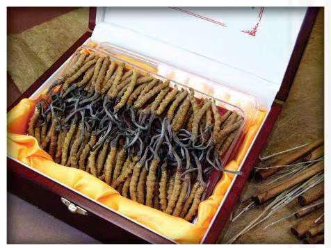 平南冬虫夏草回收